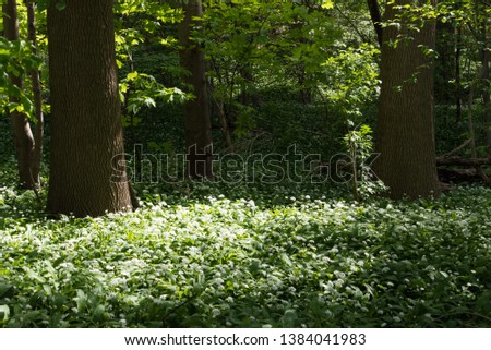 Blooming wild garlic in the Brussels woods during a hot spring day