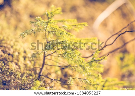 Mountain landscape with fir trees