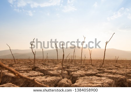 Dead trees on drought and cracked land at dry river or lake, metaphor climate change, global warming and water crisis at africa or ethiopia Royalty-Free Stock Photo #1384058900