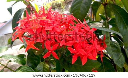 Close up Beautiful Tropical Red Ixora with Green Leaves - Flowers Image