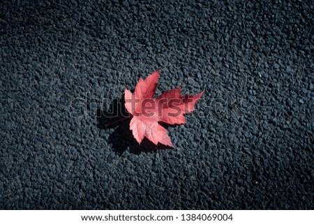 Red maple leaf on black background. 