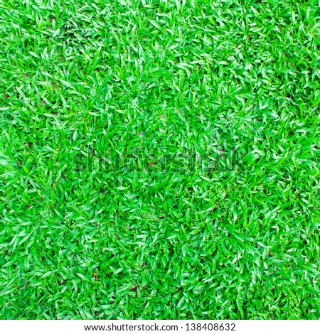 Photo of Green grass background texture.