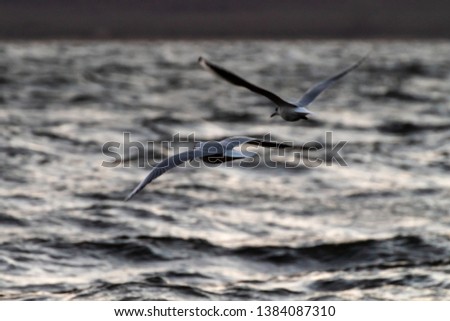 common seagull looking for food in the waves