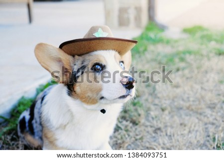 Cute Corgi puppy dog in cowboy hat closeup.