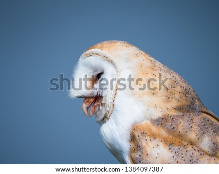 Close up of a barn owl after swallowing a mouse