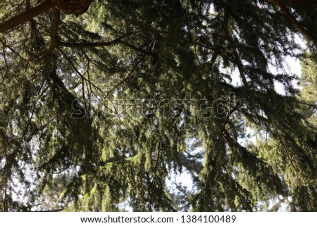 Openwork shadow pattern of evergreen branches of fir-tree. View from the bottom up to the blue sky on a sunny day. Natural Coolness and Freshness. Background with Copy Space. 