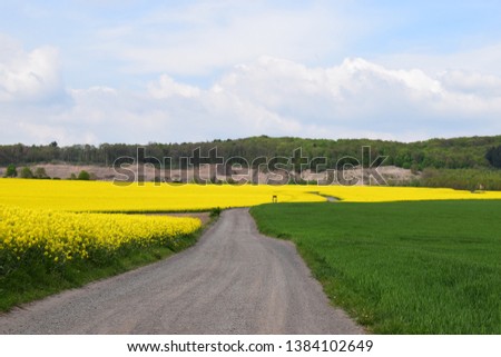dirt road to quarry through beautiful spring fields