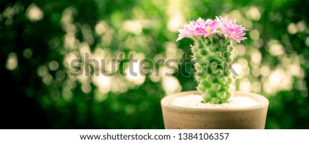 closeup beautiful cactus flower blooming on wooden table with blurry background. cinematic style