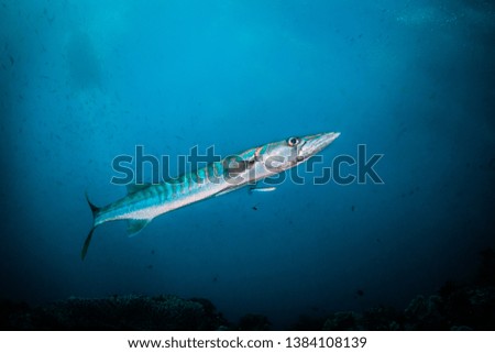 Underwater close wide angle shot of a barracuda being cleaned by a small cleaner fish. Fish is angled diagonally across the frame, small fish in the background. Light rays shining through the surface