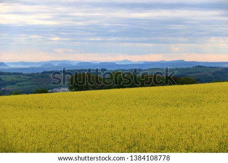 Blossoming rapeseed field Saxony in Germany