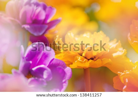 Defocus beautiful purple and yellow flowers. Image with bright summer color filters