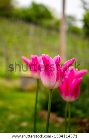Pink tulips in a blurred farm background