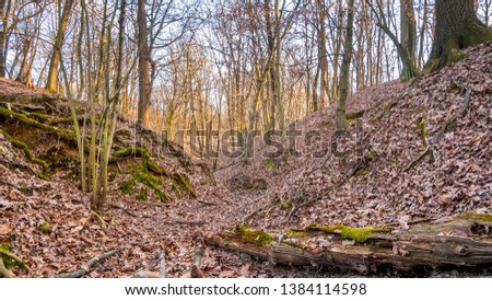 Autumnal foliage in the woods during winter with the sun crossing the trees on the top