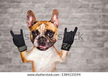 funny dog ginger french bulldog formed in goat sign show a sign approx. Animal on brick wall background