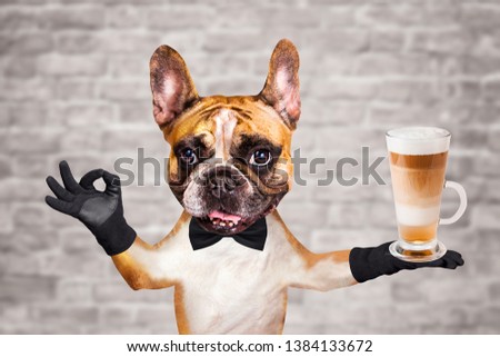 funny dog ginger french bulldog waiter in a black bow tie hold glass coffee mug and show a sign approx. Animal on brick wall background