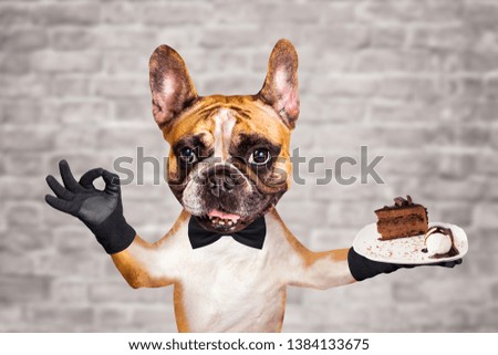 funny dog ginger french bulldog waiter in a black bow tie hold a dessert pie on a plate and show sign approx. Animal on brick wall background