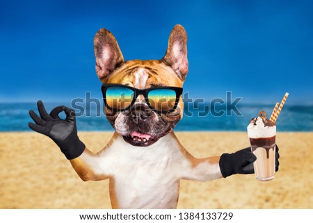 funny dog ginger french bulldog in sunglasses hold a milkshake in glass and show a sign approx. Animal on beach, sea and sky background