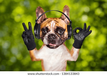 funny dog ginger french bulldog musician in headphones listening music. Animal on green bokeh background