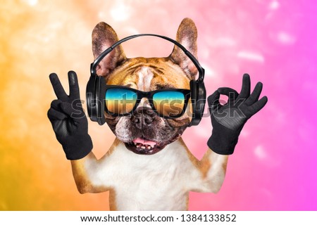 funny dog ginger french bulldog musician in headphones in sunglasses listening to music. Animal on pink orange bright background