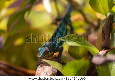 Little cute chameleon on a tree branch. Attentive chameleon sneaks on the branch. Turquoise red chameleon.