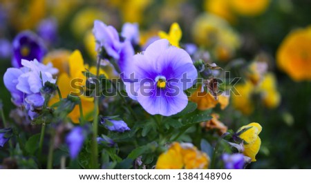 Blue and Yellow Pansis flower in garden. Soft focus nature Background.