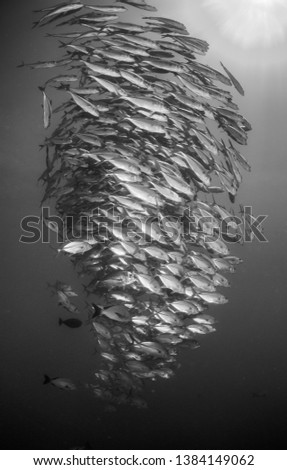 Underwater black and white minimalist shot of a huge school of silver reflective fish swimming together in unison in deep water