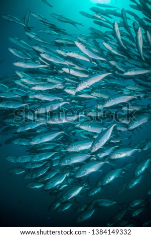 Underwater minimalist shot of a huge school of silver reflective fish swimming together in unison in deep water