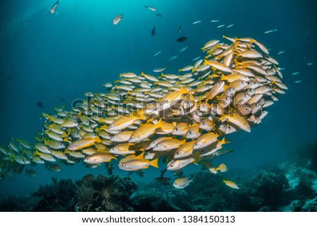 Vibrant underwater wide angle shot of a school of yellow striped fish swimming tightly together in light blue water, small fish and coral formations visible in the background