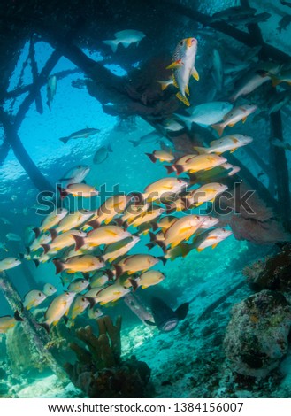 Wide angle underwater shot of schools of silver reflective fish swimming freely together under a jetty/pier. Fish are swimming around the wooden jetty legs in unison. Strong light rays shining through
