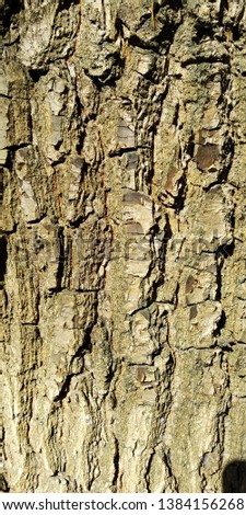 tree bark in the forest