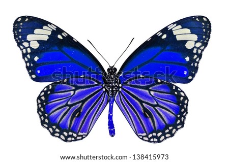 Blue Butterfly isolated on white background