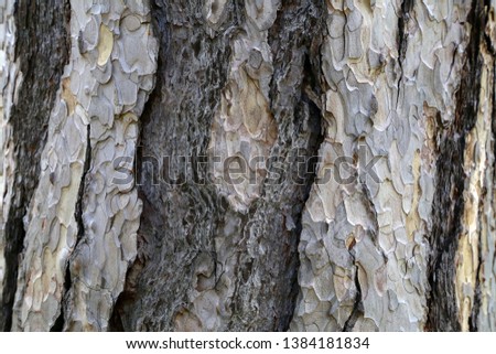 Close up view of bark of pinus negra tree, pinaceae family.