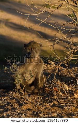A Chacma Baboon seems willing to communicate bathed in the soft light of the setting sun in a National Park in South Africa