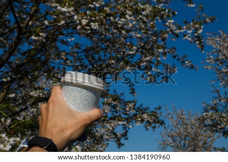 Hand with paper cup of coffee - Colorful sakura cherry blossom in a park in Riga, Eastern European capital city of Latvia - Pink and magenta colors during a sunset
