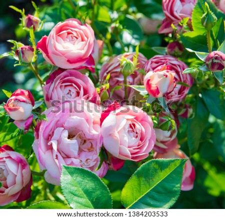 Flowering roses Queen of Sweden