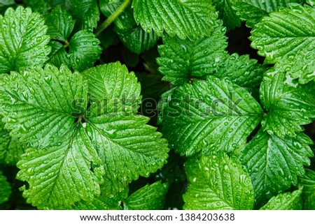 Fresh green leaves with water drops gardening