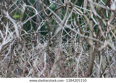 Spring impassable gray bushes without leaves in the forest. background of bushes