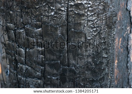 Burnt-out trunk of a log from the inside. Maro photo coals