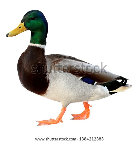 Mallard Duck with clipping path. Colourful wild duck drake isolated on white background Royalty-Free Stock Photo #1384212383