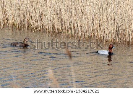 A Pair of Pochard Ducks on the Water
