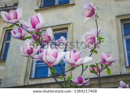 Beautiful magnolia flowers in  spring 