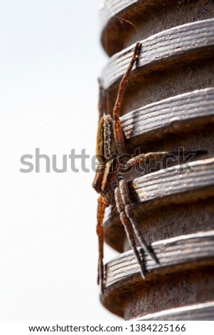 Beautiful water spider (Argyroneta aquatica) on a metal post with a thread, in the rays of the spring sun. Macro. Close-up.