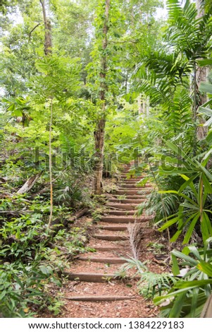 Rugged stairs through a tropical rainforest with lush greenery in Darwin, Australia
