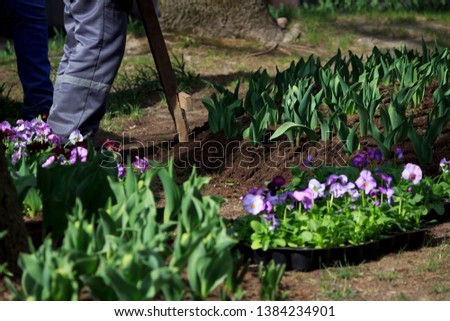 a male worker does small pits around a flower bed with a wooden cross-shaped device for planting seedlings of pansies flowers Viola tricolor.