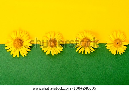 Wild field yellow flowers on bright color background. Studio Photo