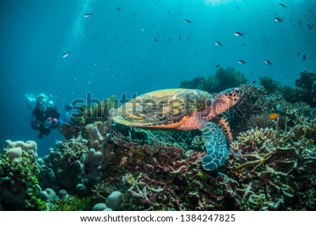 Wide angle underwater shot of a hawksbill sea turtle resting on coral in deep water with a scuba diver observing from the background. Small fish can be seen swimming around in the blue/turquoise water