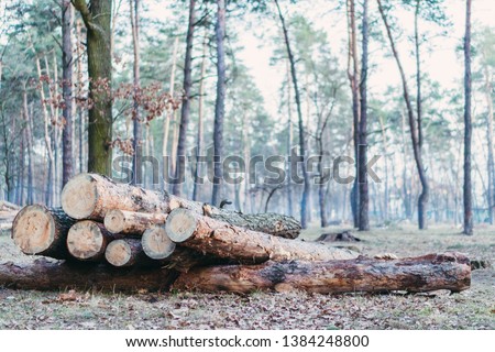 Deforestation. Pine logs lie in the forest