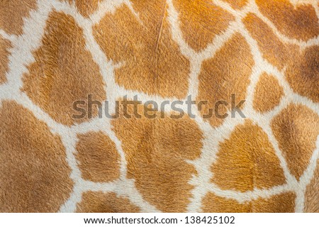 The Giraffe hair texture for background and texture use