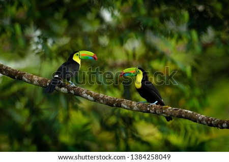 Two toucans sitting on the branch in the forest, green vegetation, Costa Rica. Nature travel in central America. Pair Keel-billed Toucan, Ramphastos sulfuratus, birds with big bill. Wildlife, habitat. Royalty-Free Stock Photo #1384258049