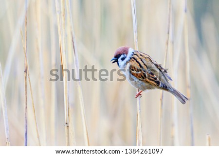 sparrow sitting on a reed